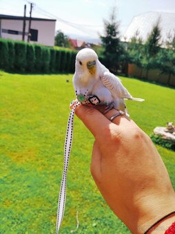 Traky pre papagáje, kšíry, popruhy - 14