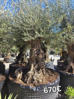 Mrazuvzdorne Olivovníky - 14