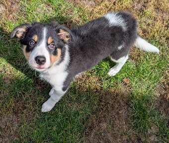 Border kolia tricolor - 14