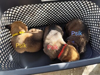 Belgický ovčiak Malinois / Nemecký ovčiak - 14
