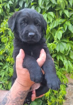 Šteniatka labrador x NO - 14
