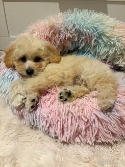 Maltipoo beige - 14