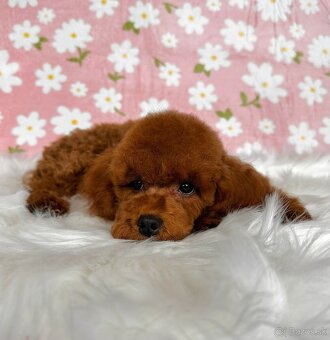 Pudel toy/trpasličí - pudlík - poodle red apricot - 14