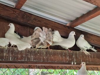 Holub ryman , hohub pávik - 14