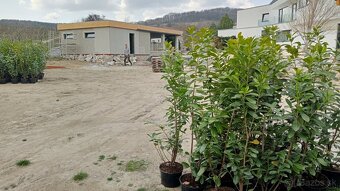 Tuja Smaragd, vavrínovec, červienka - Prešov - 14
