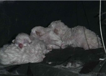 Kocúr ragdoll na krytie - 14