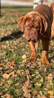 Bordeauxská doga s PP pes - 14