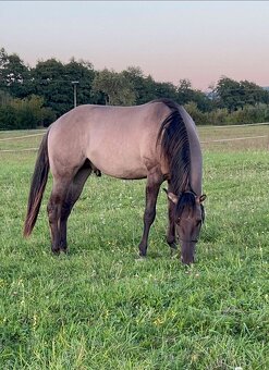 APH QH ZREBCE PRIPUSTANIE 2026 - 14