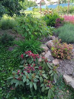 Realizácie záhrad,rez ovocných stromov a drevín - 14