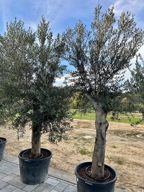 Olivovník európsky (Olea europaea) - 14