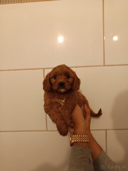 Cavapoo - 14