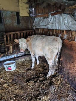 Predám jalovice - 14