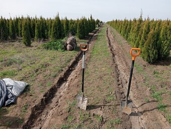 Tuja Smaragd, vavrínovec, červienka, gaštan - Žilina - 14