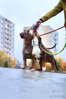 American Bully XL (Pitbull XXL) - 14