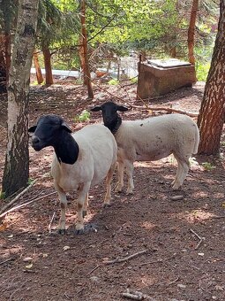 Holandska mini koza a baran Quessant - 14