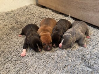 Americký stafordsirsky terier, Stafford, amstaf - 14