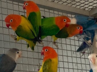 Agapornis fischeri - 14