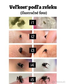Phidippus regius „Everglades“ (Skákavka kráľovská) - 14