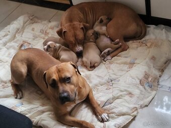 Americký stafordširský teriér - 14