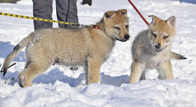 šteniatka československy vlčiak - 14