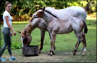 AMERICAN PAINT HORSE - 14