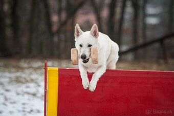 Biely švajčiarsky ovčiak , s PP - 14