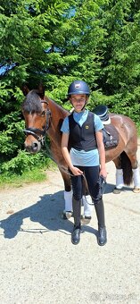 Predám 10 ročnú welsh cob kobylu - 14