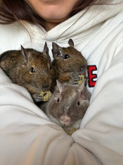 Predám mláďatá osmaka degu🐾 - 14