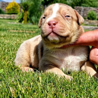 American Bully XL XXL - 14