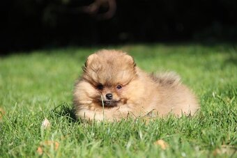 Pomeranian s PP FCI - 14