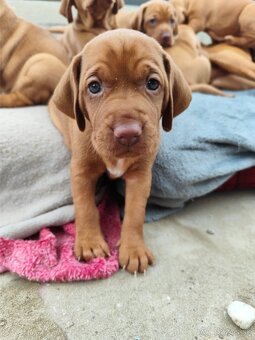 Maďarská vyžla bez PP - 14