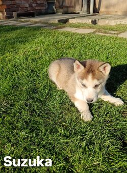 Sibirsky husky - 14
