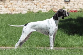 Anglický pointer, english pointer, stavač - 14