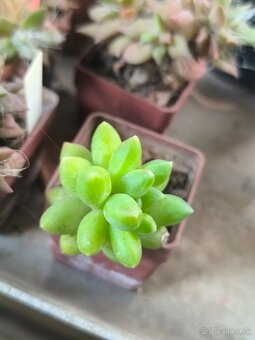 Kaktusy a sukulenty - 14