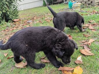 Darujem zadarmo - 14