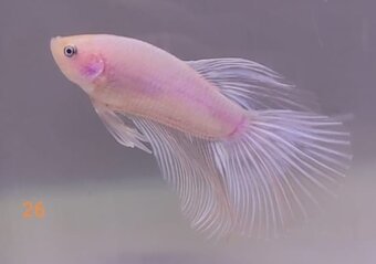 Bojovnica pestra long tail, shorttail,samec - 14