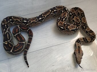 Boa imperator - DH Leopard VPI T+ Albino - 14