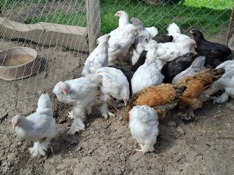 Araukany,  Ayam cemani, Brahmanky, Hodvábničky - 14