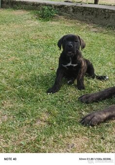 Cane Corso - FENKY - 14