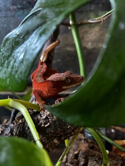 Pagekon riasnaty - red - 14