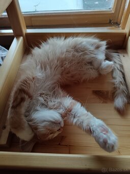 Maine coon - 14