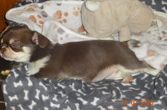 čivava krátkosrstá - 14