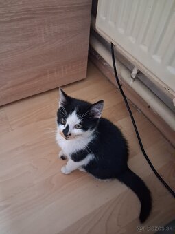 Darujem mačiatko - kocúrik - 14