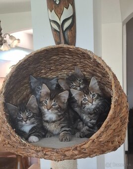 Mainská Mývalia mačka / Maine Coon - 14