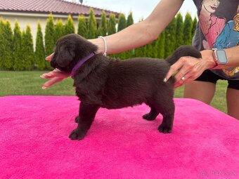 Cokoladovy labrador FCI s PP - 14