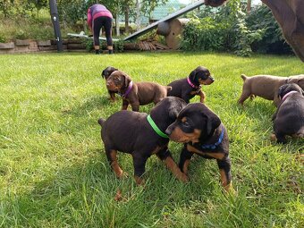 DOBERMAN - šteniatka - 14