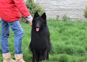 Belgický ovčiak groenendael FCI s PP po šampiónoch - 14