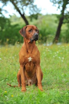 Rhodesian Ridgeback s preukazom pôvodu - 14
