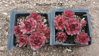 Skalné ruže (Sempervivum) - sadeničky - 14
