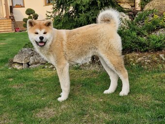Akita inu s FCI rodokmeňom - plánovaný vrh - 14
